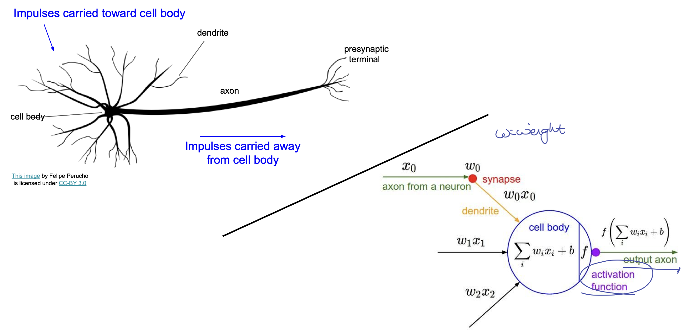 neuron